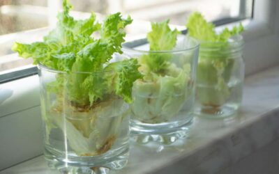 Take Up a New Quarantine Hobby: Kitchen Scrap Gardening