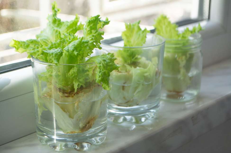 Take Up a New Quarantine Hobby: Kitchen Scrap Gardening