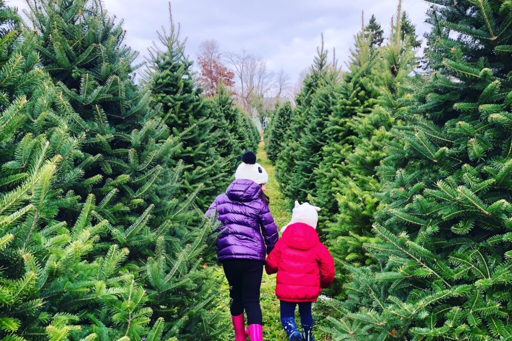 live christmas tree