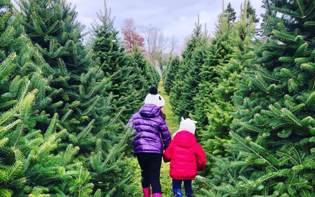 How To Choose the Right Live Christmas Tree Just Organized by Taya