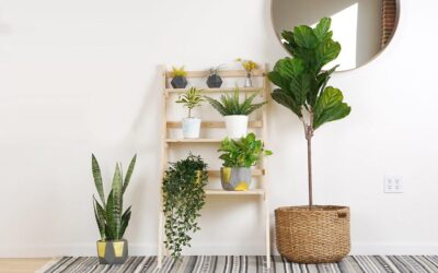 How To Redesign Your Home With Houseplants