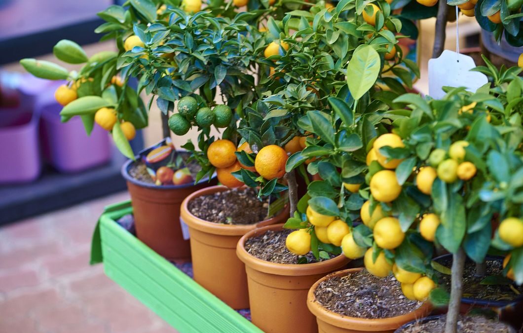How to Grow Pretty Potted Fruit Trees Even In a Tiny Space