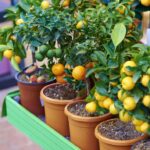 potted fruit trees
