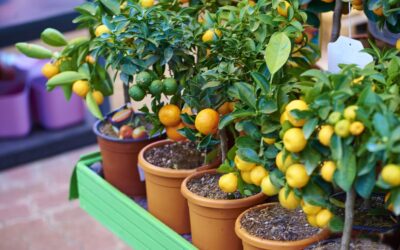 How to Grow Pretty Potted Fruit Trees Even In a Tiny Space