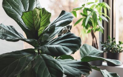 Going on Vacation? Organized Plant Care to Keep Your Greenery Healthy While You’re Away