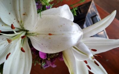 5 Houseplants That Boost Your Health AND Your Home Decor