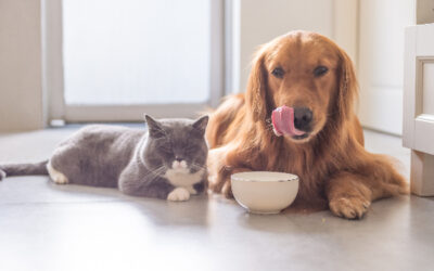 50 Top Tips for a Smooth Move with Your Pets