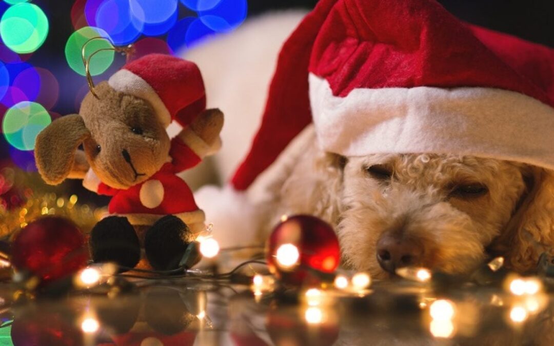 How to Organize a Pet Friendly Holiday Season