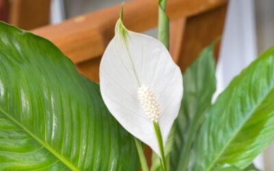 8 Lucky Plants You’ll Love for Your Home or Office