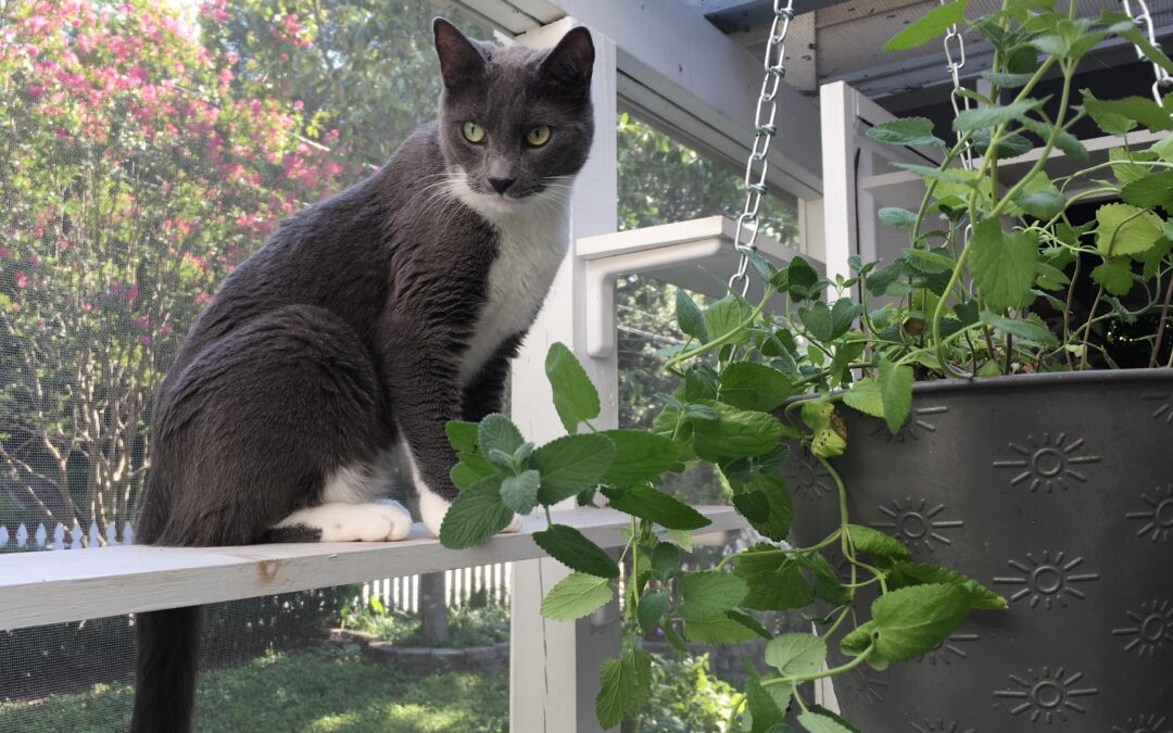How to Keep Your Cat Safe and Happy with a Catio