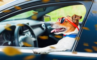 A Professional Organizer’s Guide to Organized Road Tripping with Your Dog