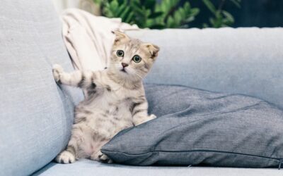 Top 10 Home Organization New Year’s Resolutions for Pet Parents